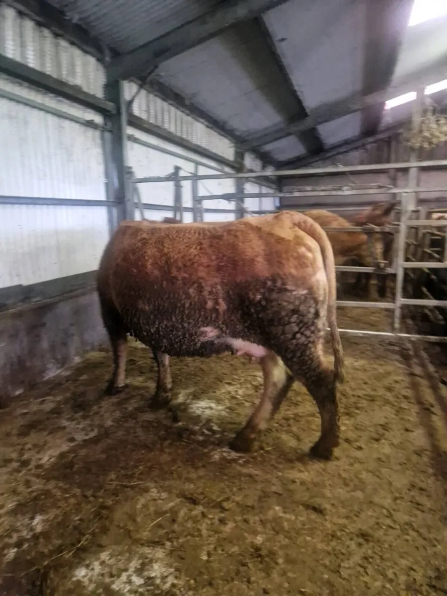 3 springers calving this week - Image 3