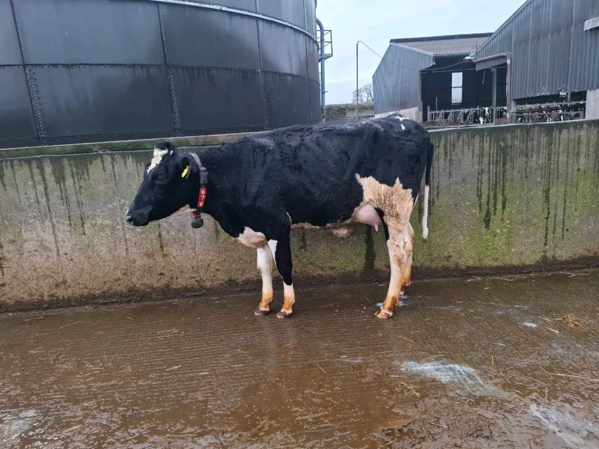 Freshly calved heifers - Image 4