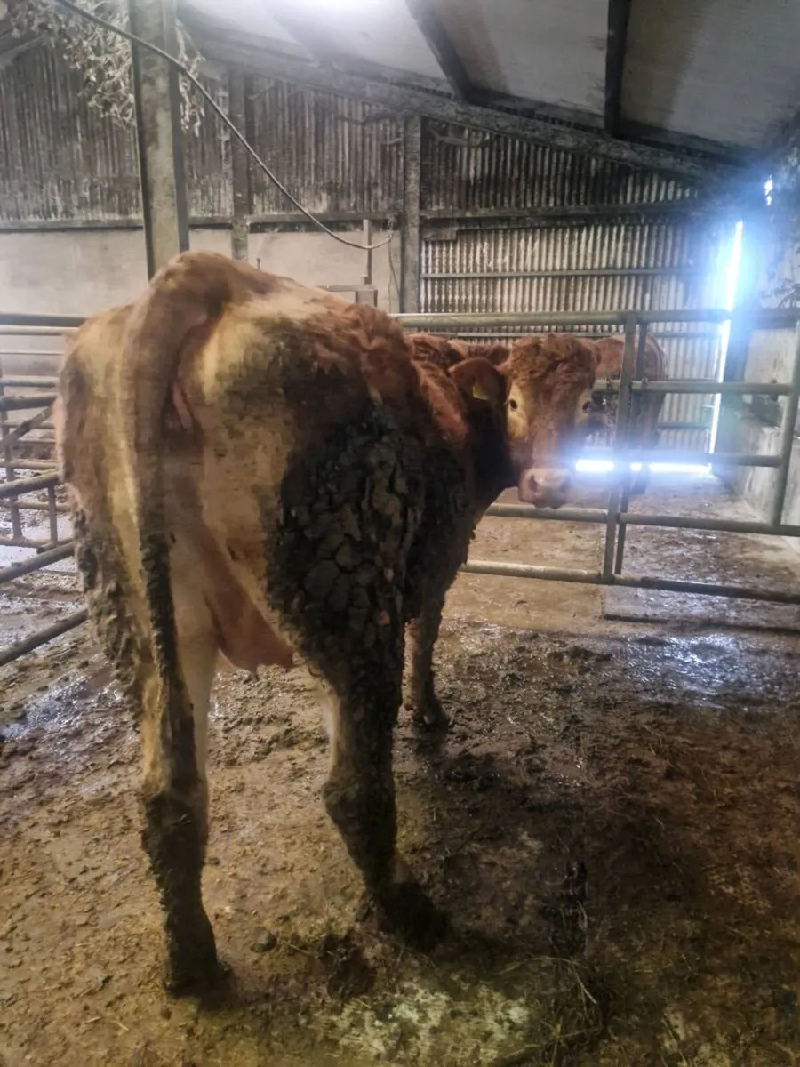 3 springers calving this week - Image 4