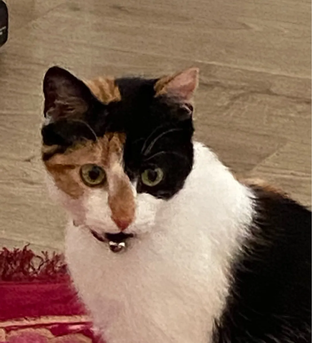 Kitten needs home - Image 1