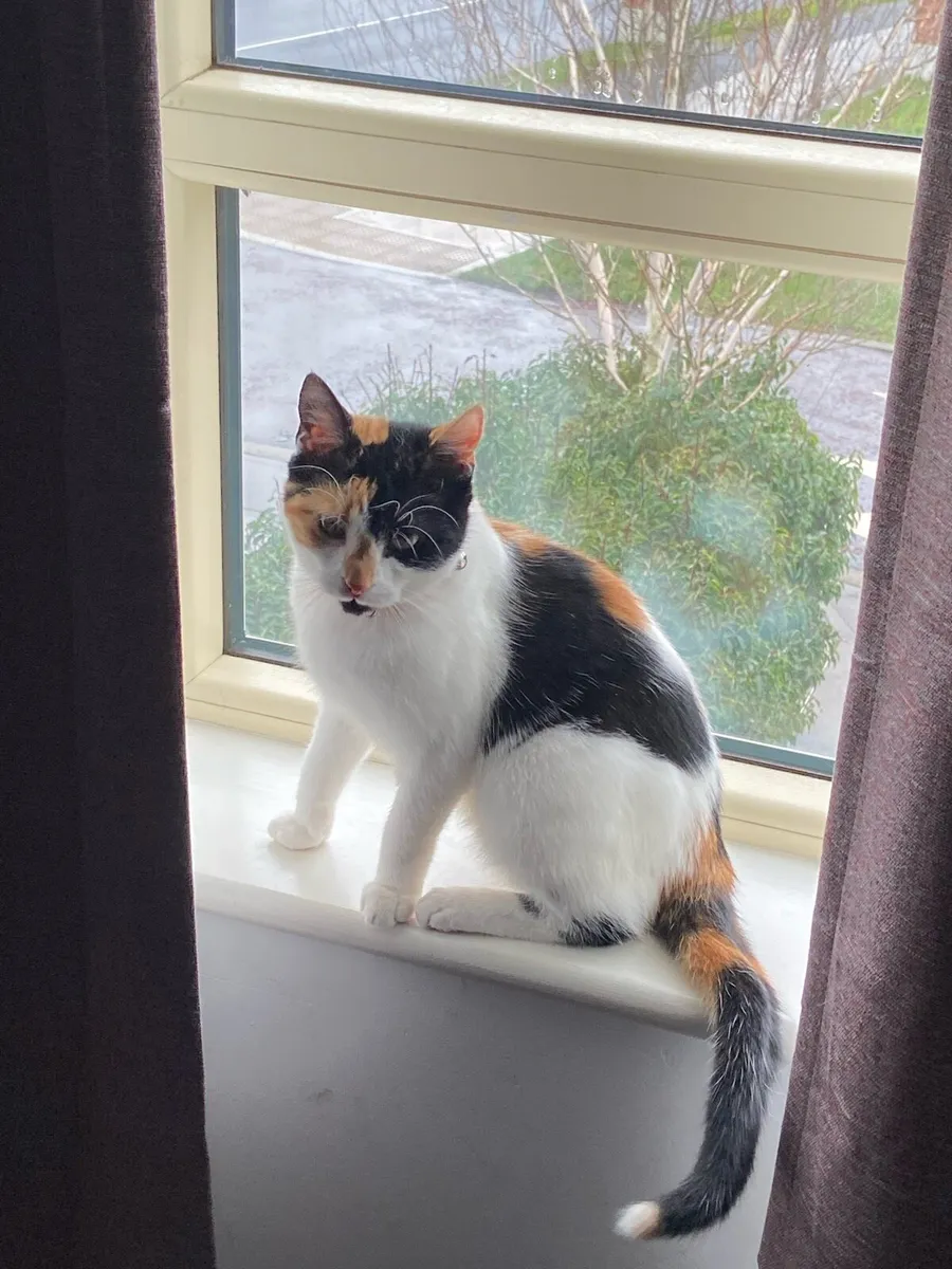 Kitten needs home - Image 2