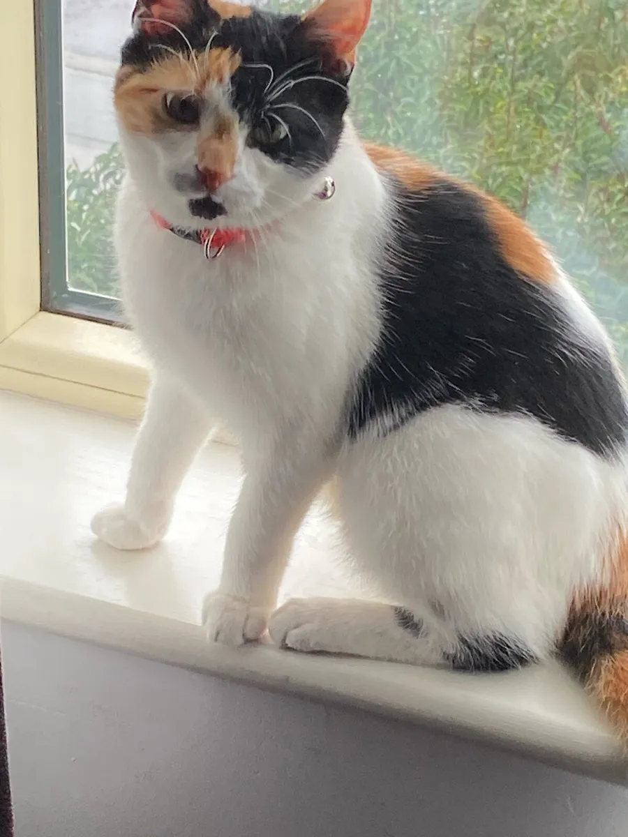 Kitten needs home - Image 3