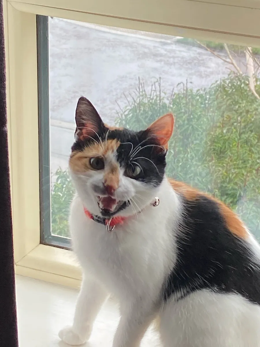 Kitten needs home - Image 4