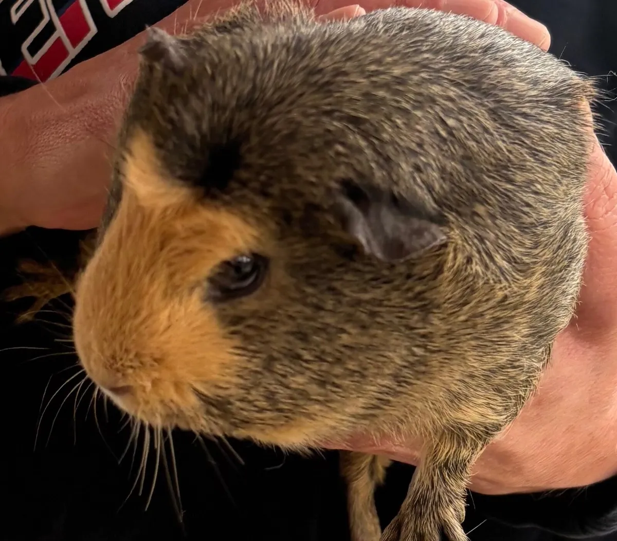 Guinea pigs - Image 2