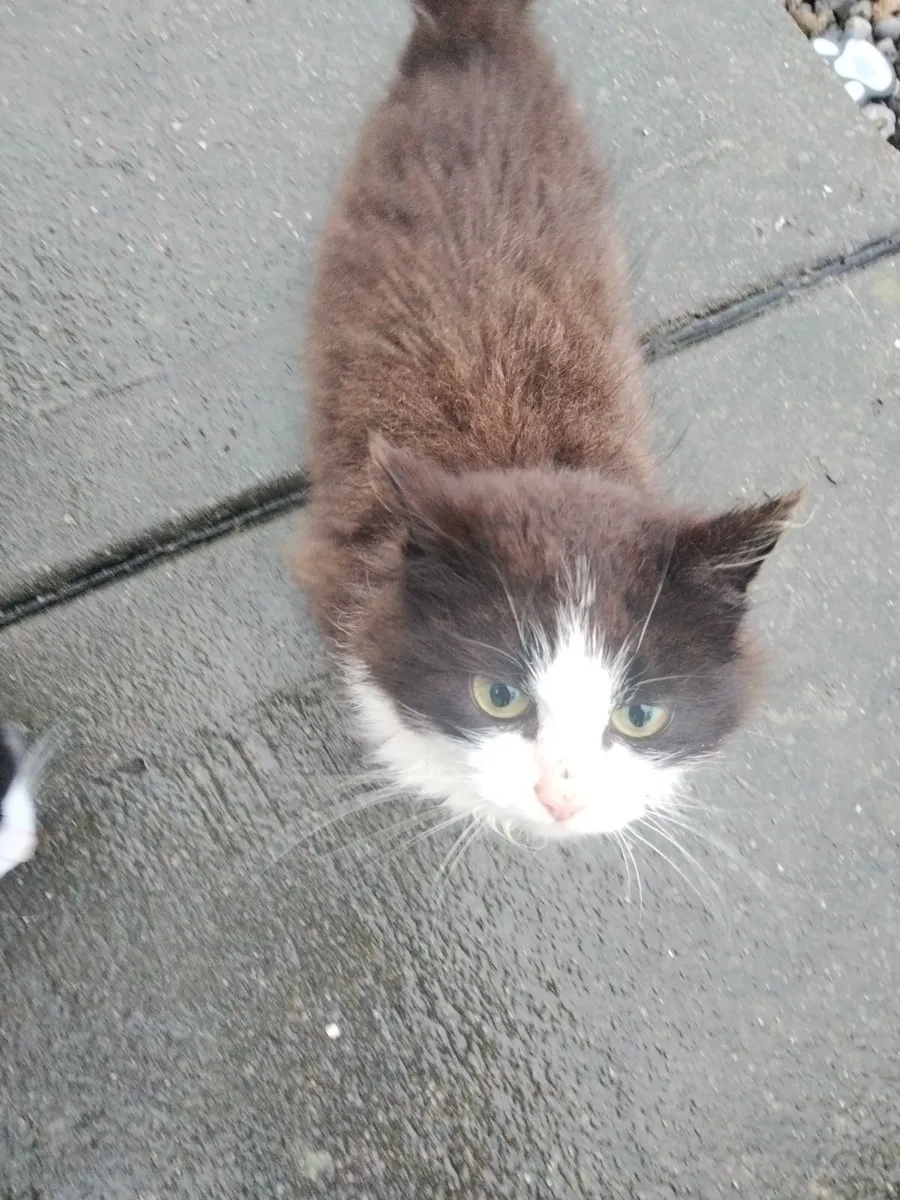 Maine coon X  kittens - Image 2