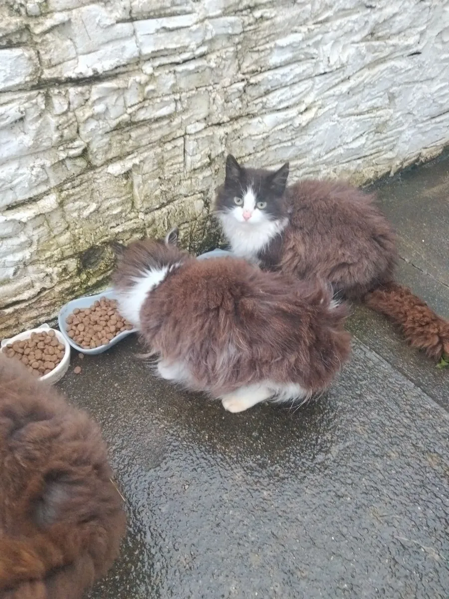 Maine coon X  kittens - Image 4