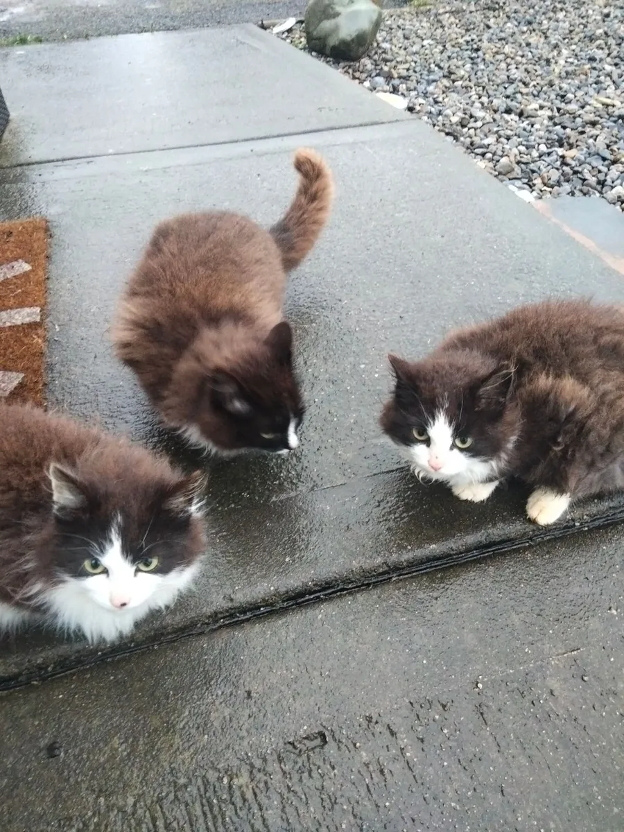 Maine coon X  kittens - Image 1