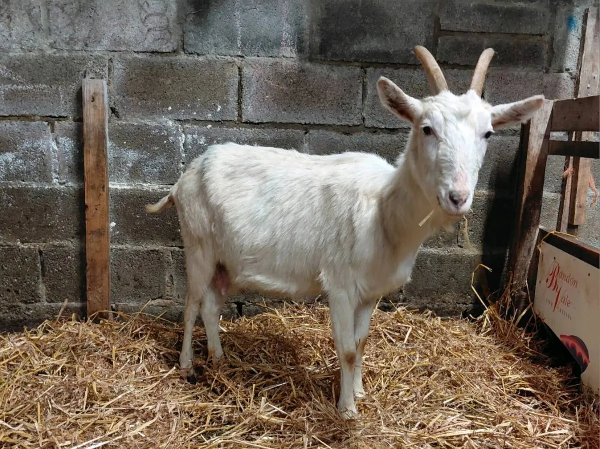 Goat with milk - Image 1