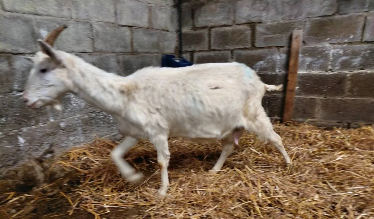 Goat with milk - Image 2