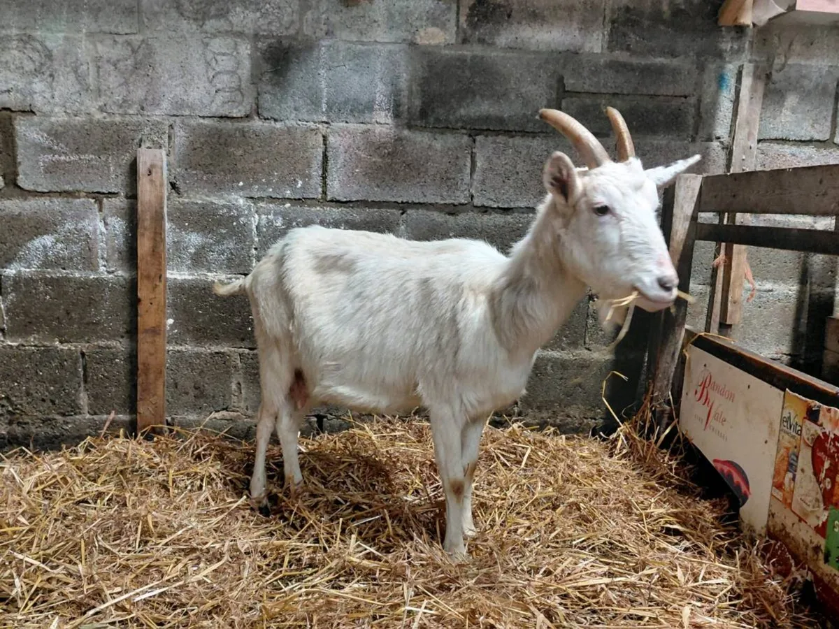 Goat with milk - Image 4