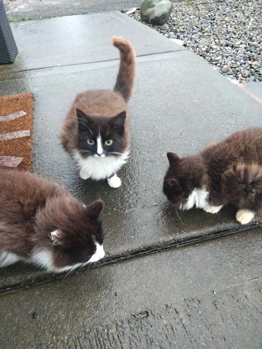 Fabulous  Maine coon cross kittens - Image 3