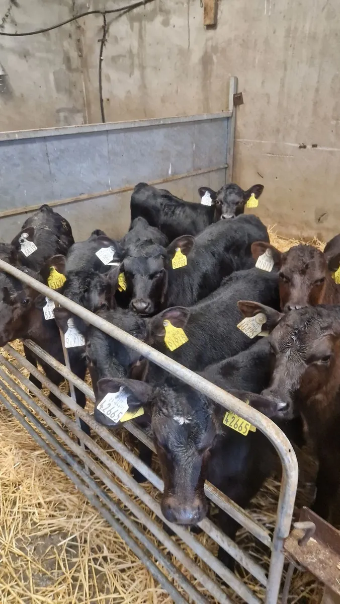angus heifer calves - Image 2