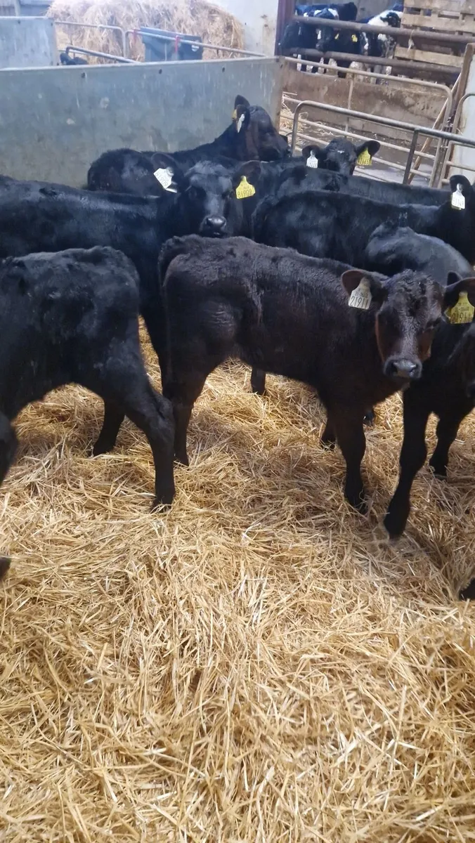 angus heifer calves - Image 3