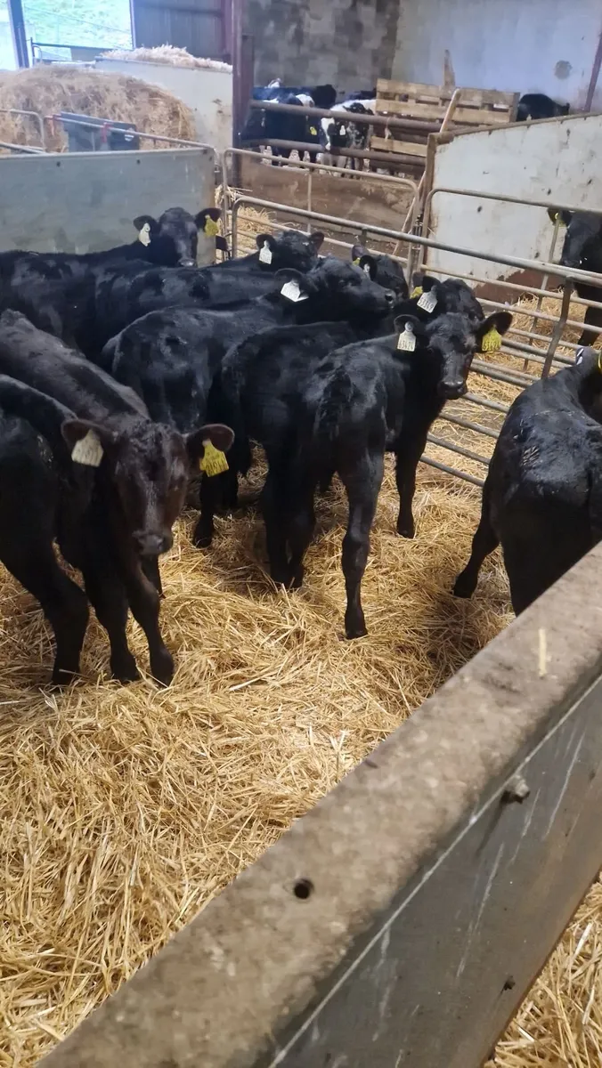 angus heifer calves - Image 4