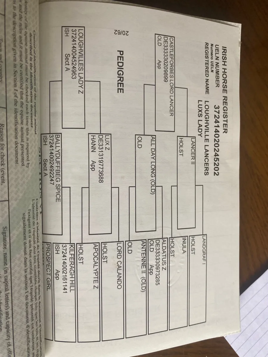 Castle Forbes lord lancer mare - Image 3