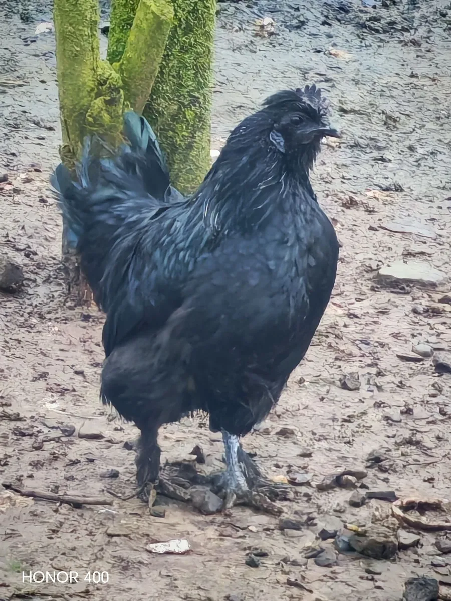 Roosters and hatching eggs - Image 1