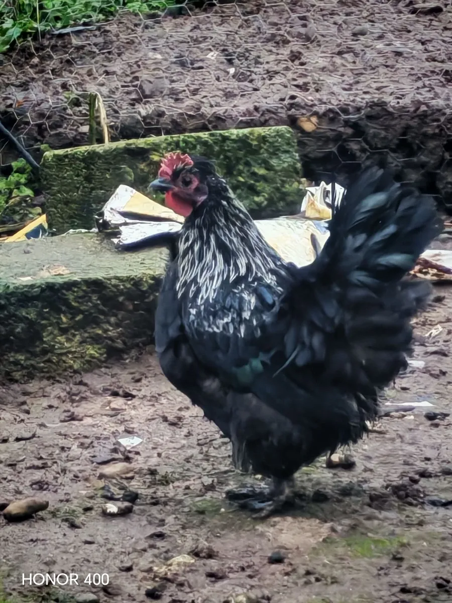 Roosters and hatching eggs - Image 4