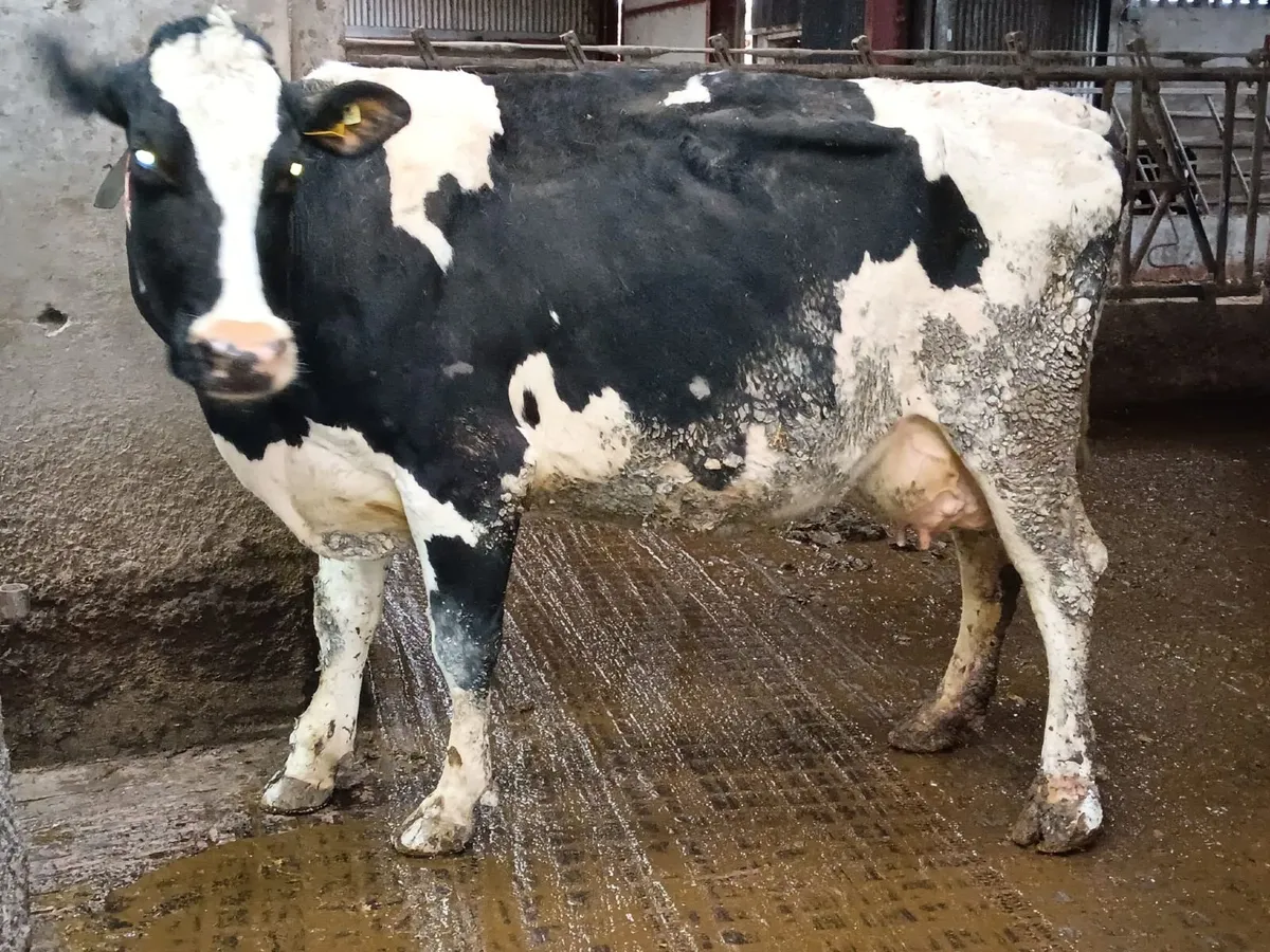 Full Symbol Organic Angus Calves - Image 2