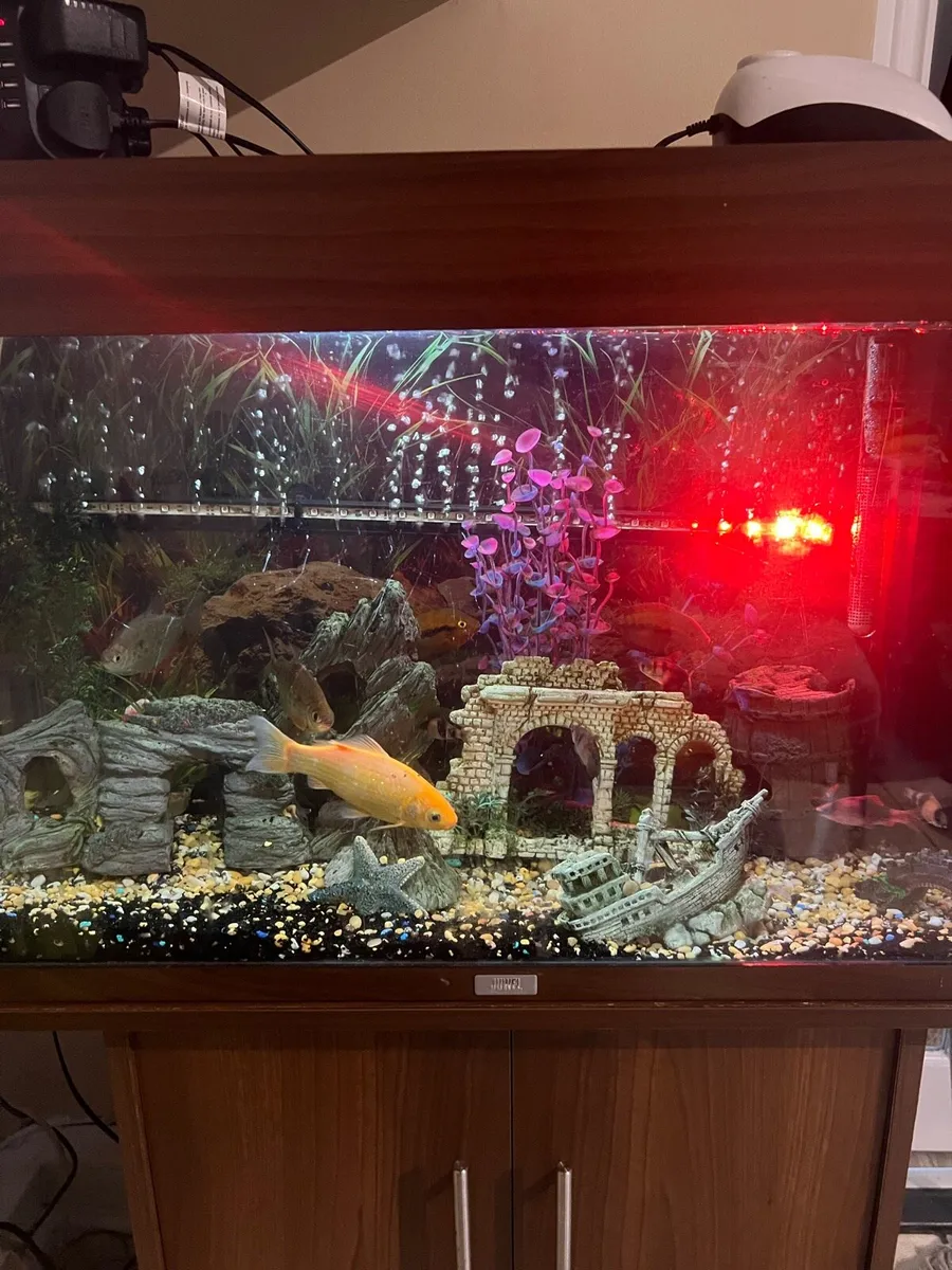 Fish tank - Image 3