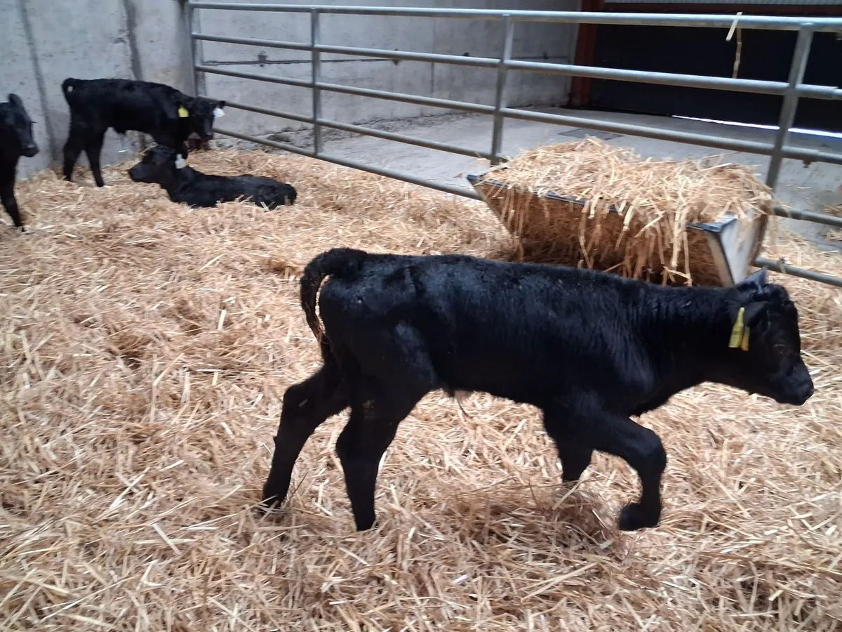 Full Symbol Organic Angus Calves - Image 4