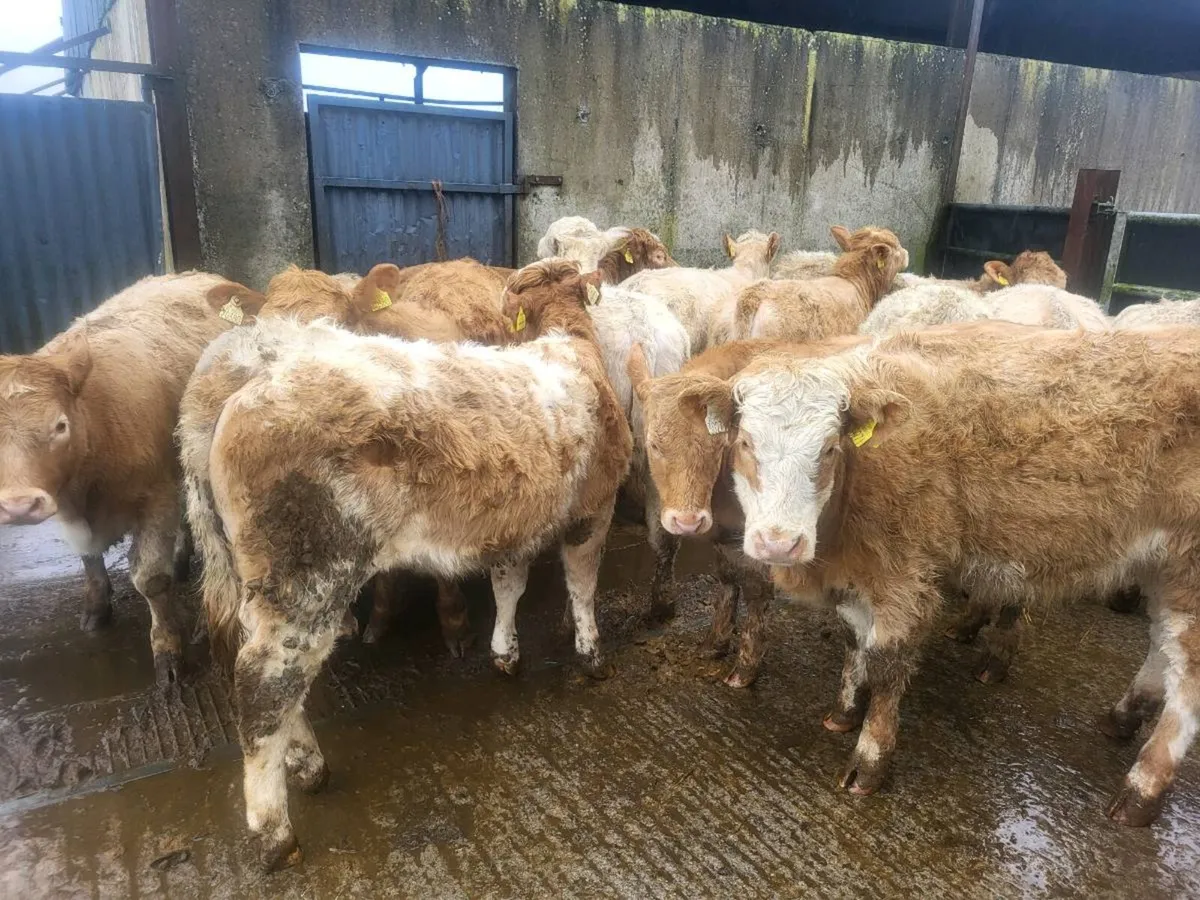 16 heifers - Image 1