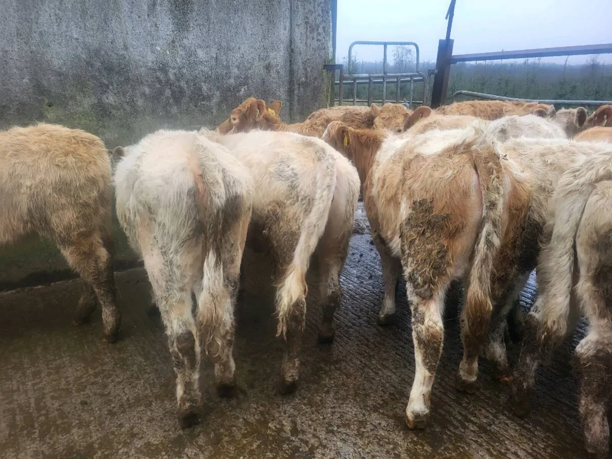 16 heifers - Image 4