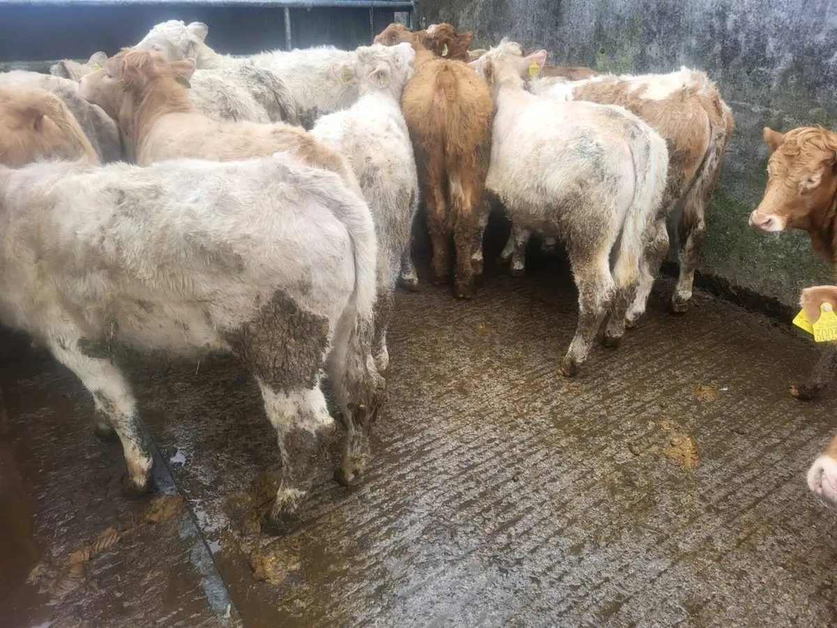 16 heifers - Image 3