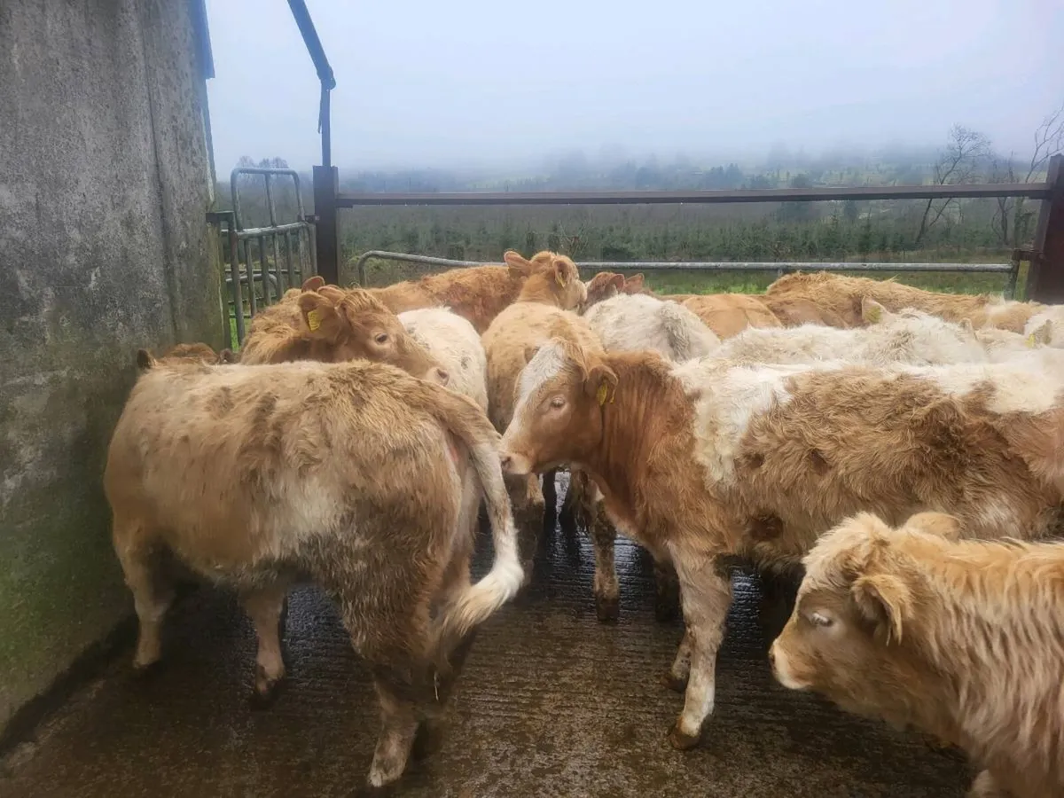 16 heifers - Image 3