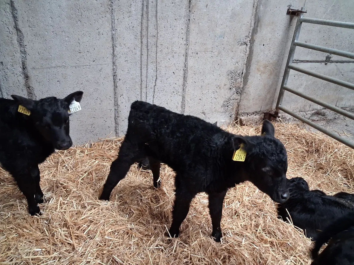 Full Symbol Organic Angus Calves - Image 1