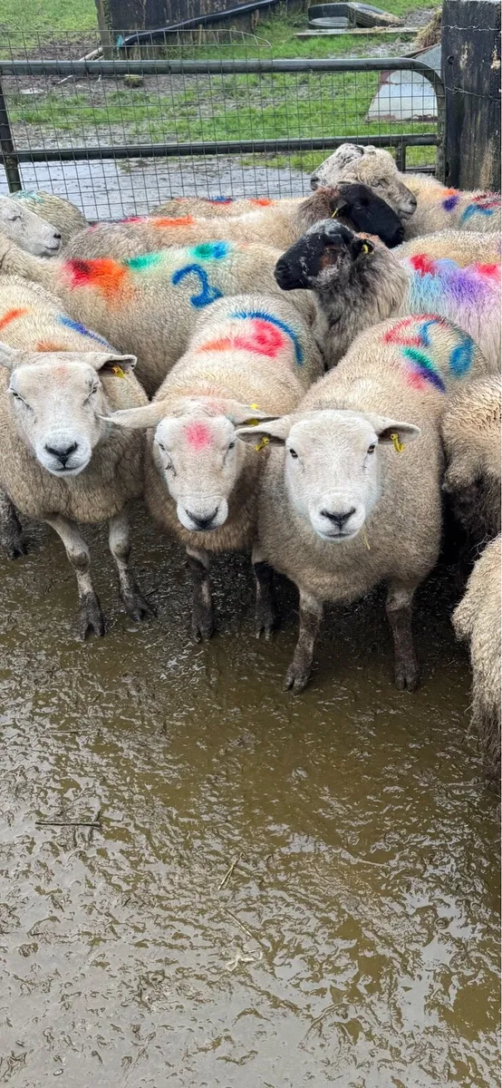 Scanned in lamb ewes - Image 1