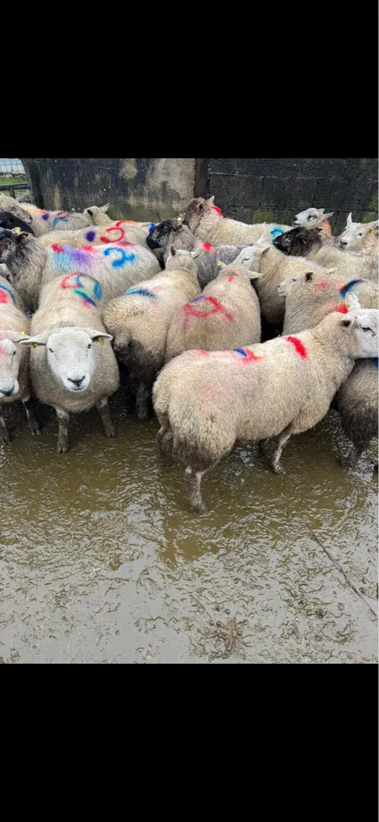 Scanned in lamb ewes - Image 2