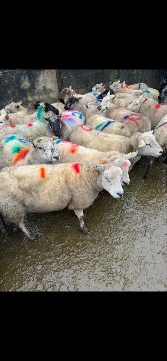 Scanned in lamb ewes - Image 4