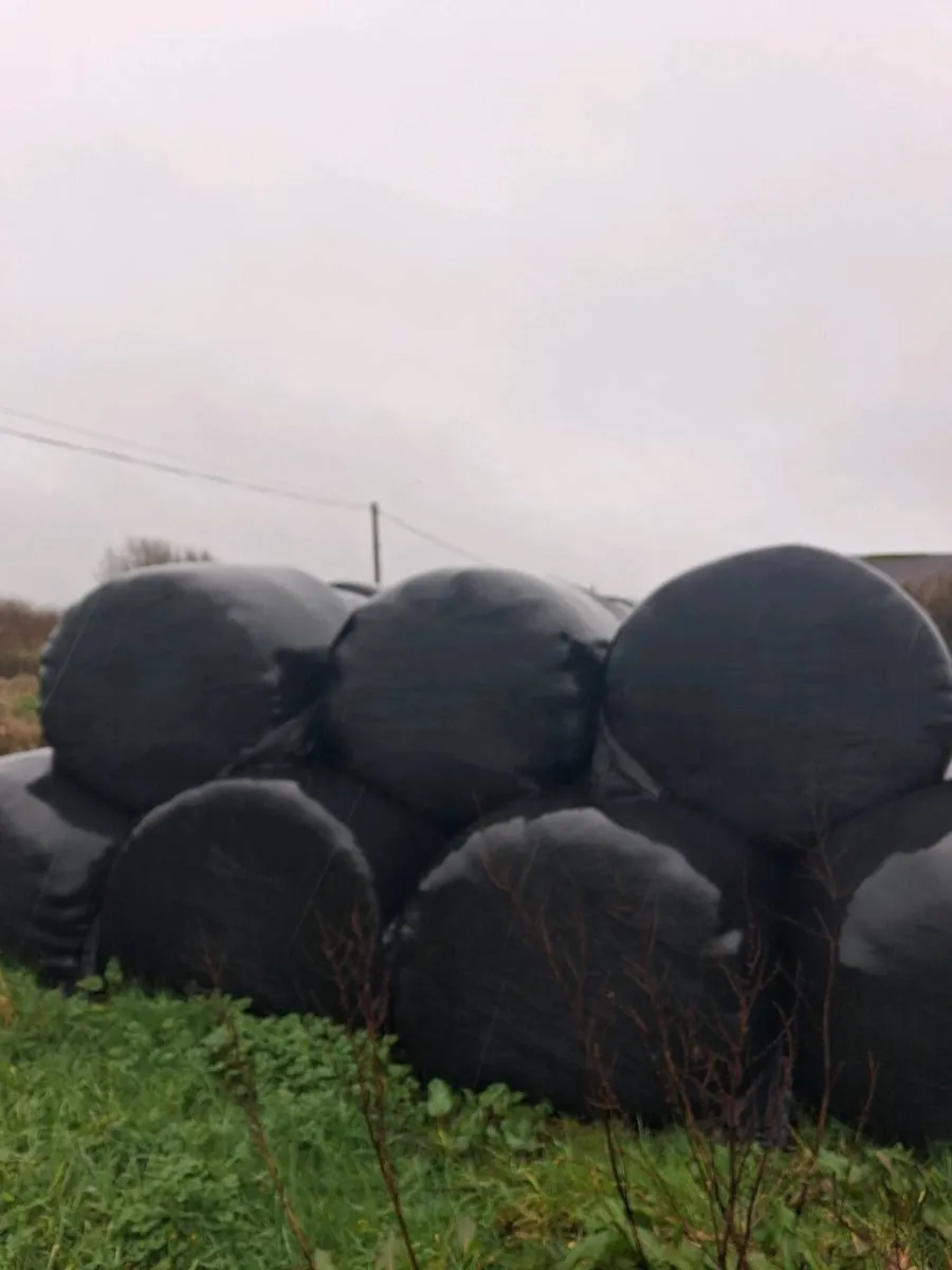 Silage bales - Image 2