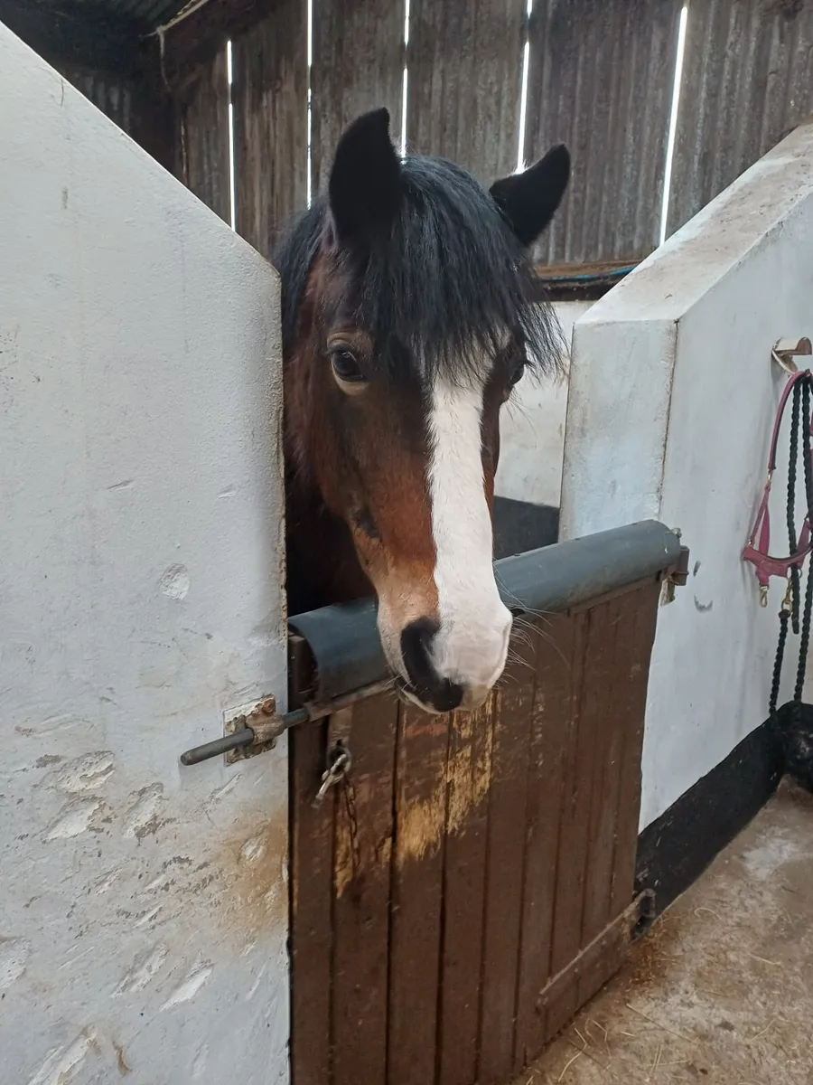 Welsh Section C Mare - Image 2