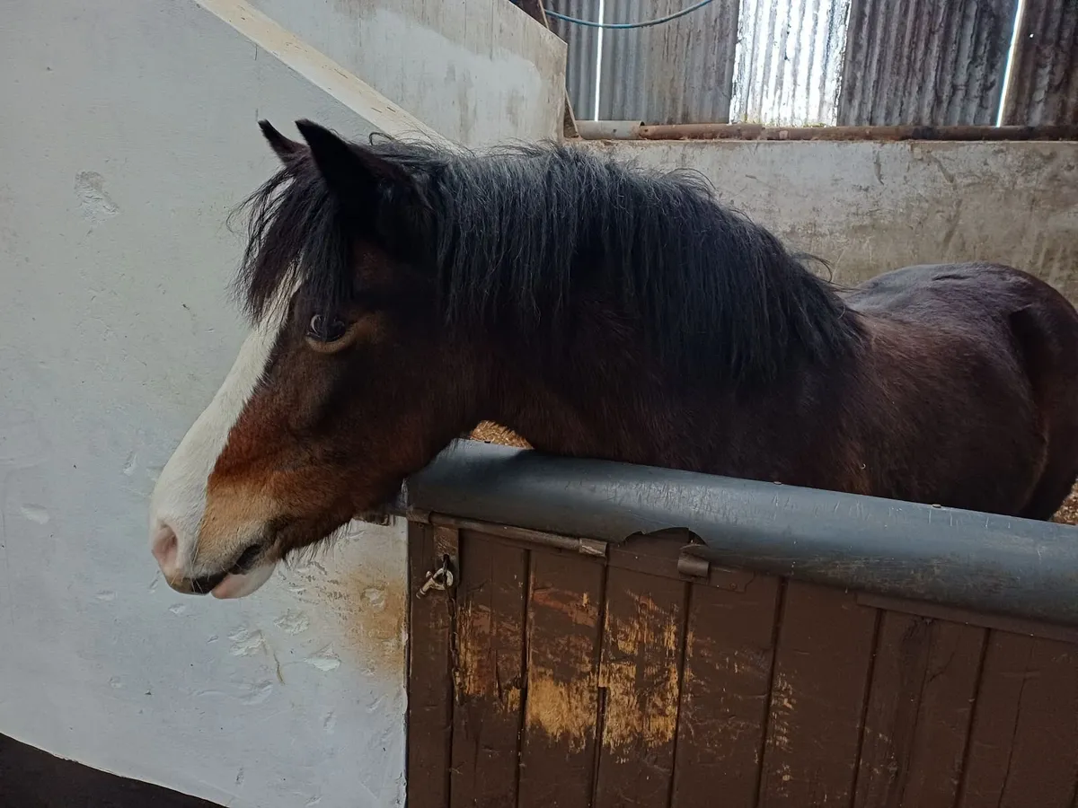 Welsh Section C Mare - Image 3