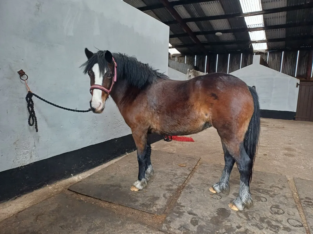 Welsh Section C Mare - Image 1