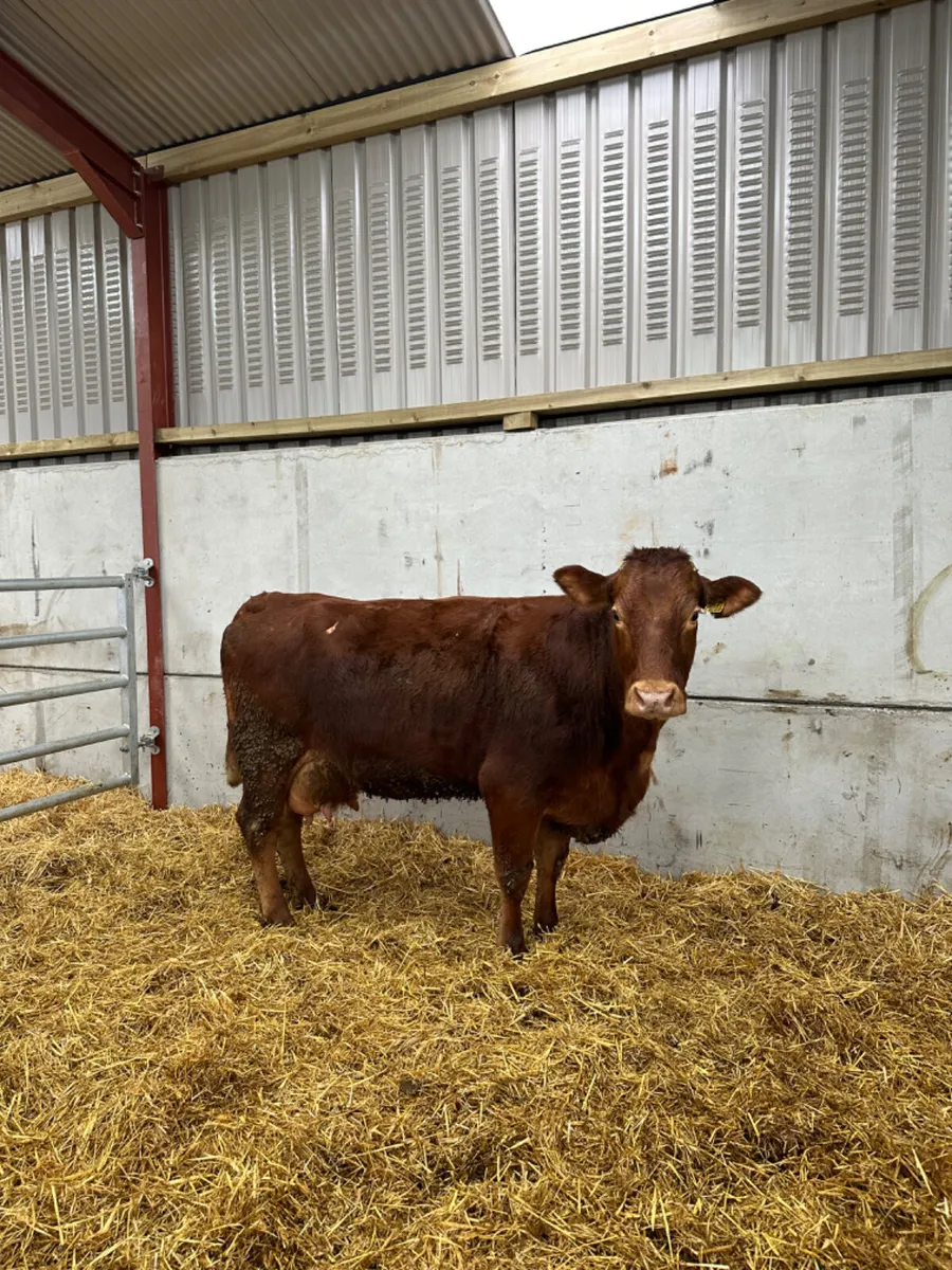 Lim springer - Image 4