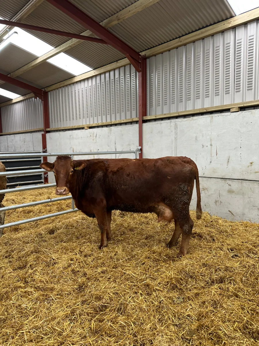 Lim springer - Image 1