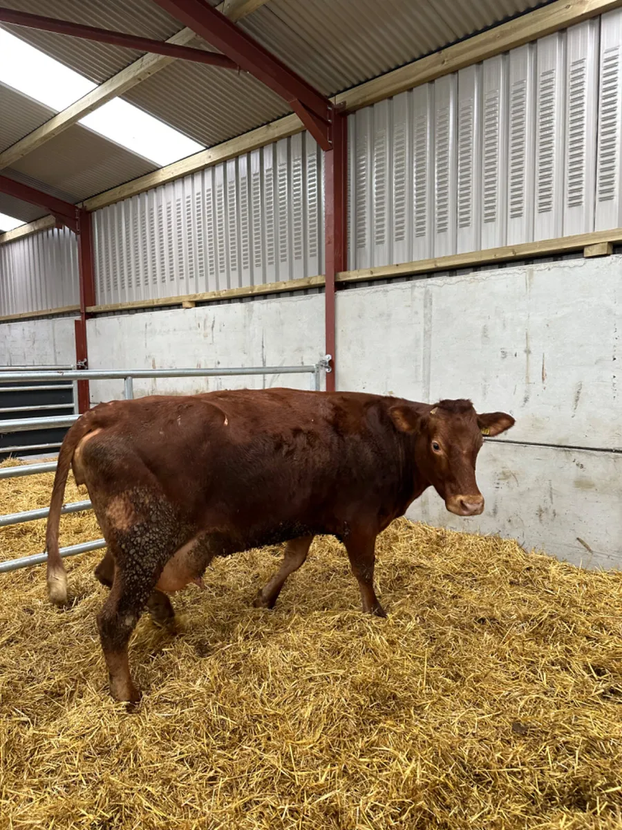 Lim springer - Image 3