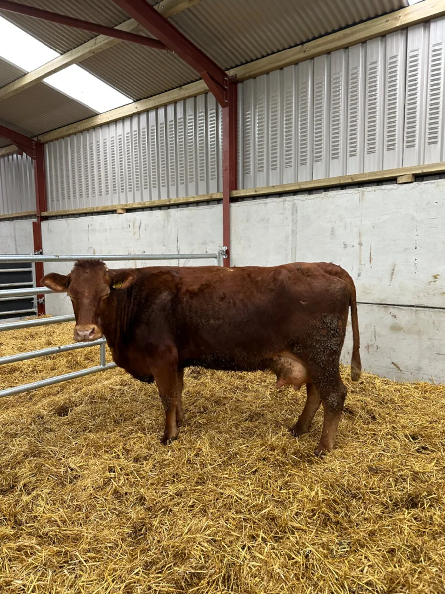 Lim springer - Image 2