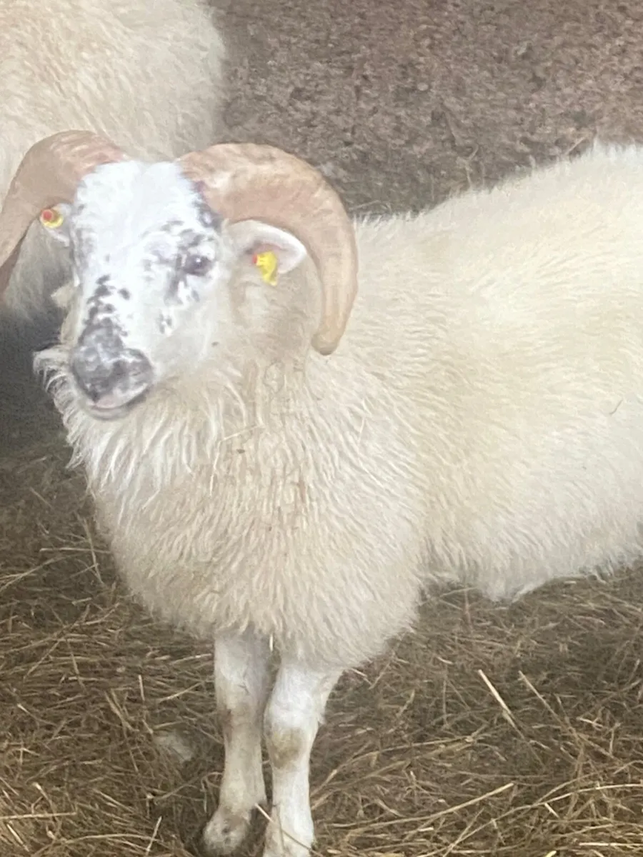 Ram lamb - Image 2