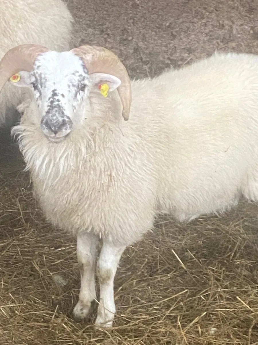 Ram lamb - Image 1