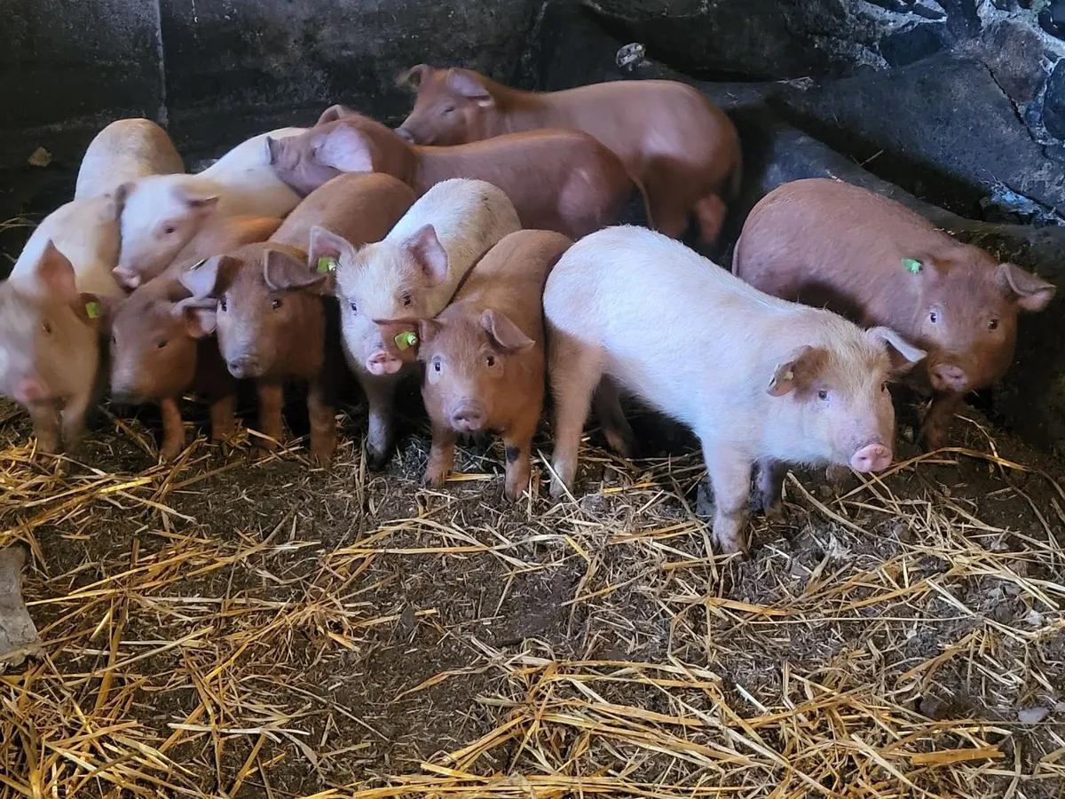 Free range weaner pigs - Image 4