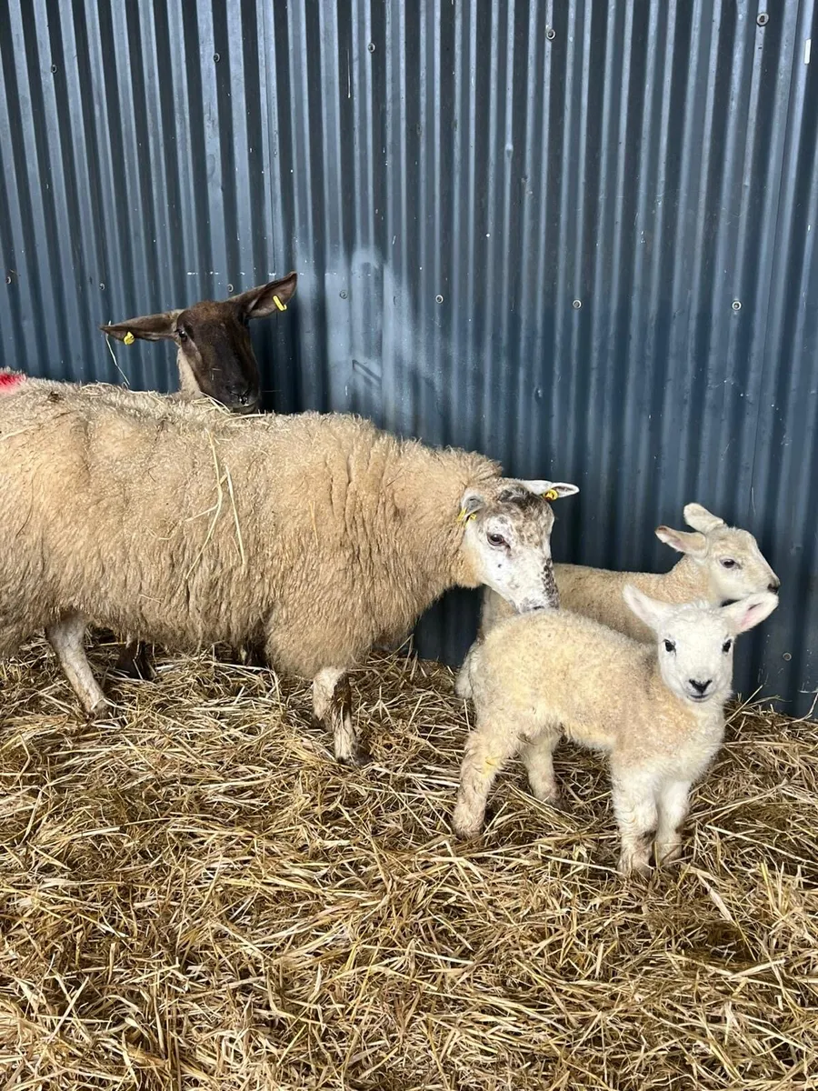 💥10 ewes with lambs 💥 - Image 3