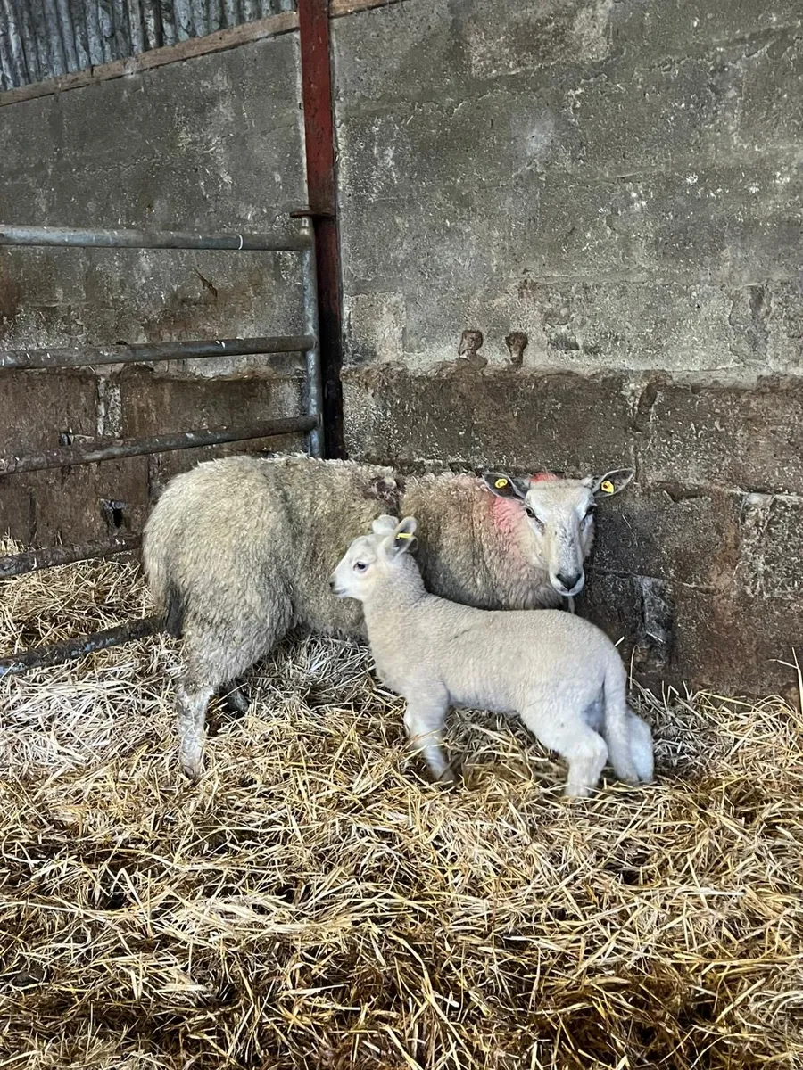 💥10 ewes with lambs 💥 - Image 4