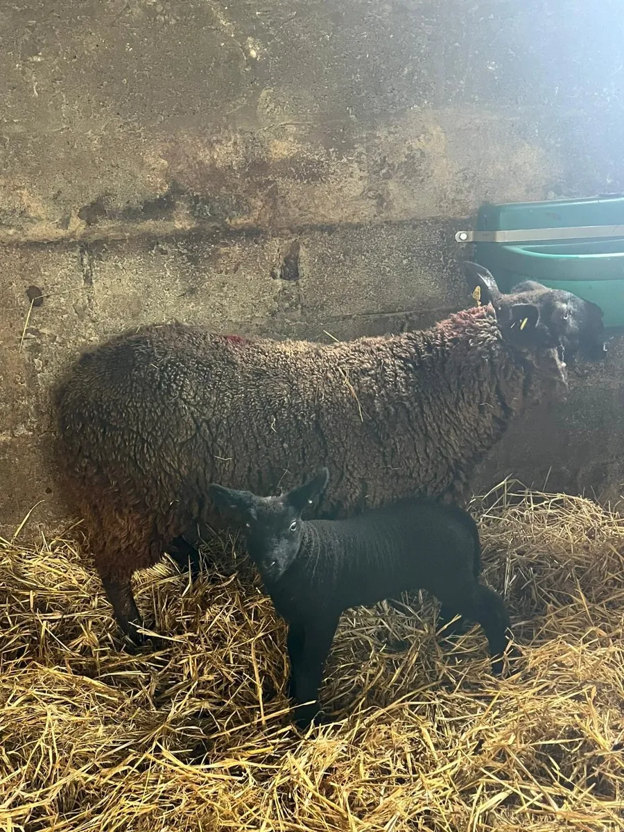 💥10 ewes with lambs 💥 - Image 1