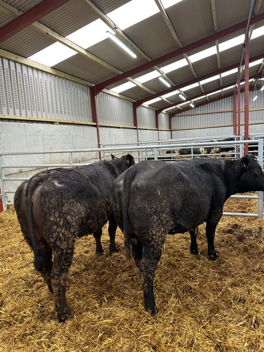 Lim and Angus springing heifers - Image 1
