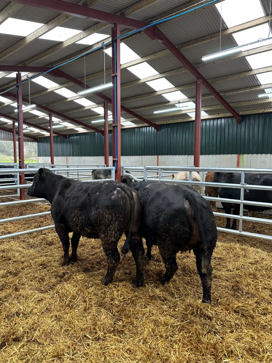 Lim and Angus springing heifers - Image 4