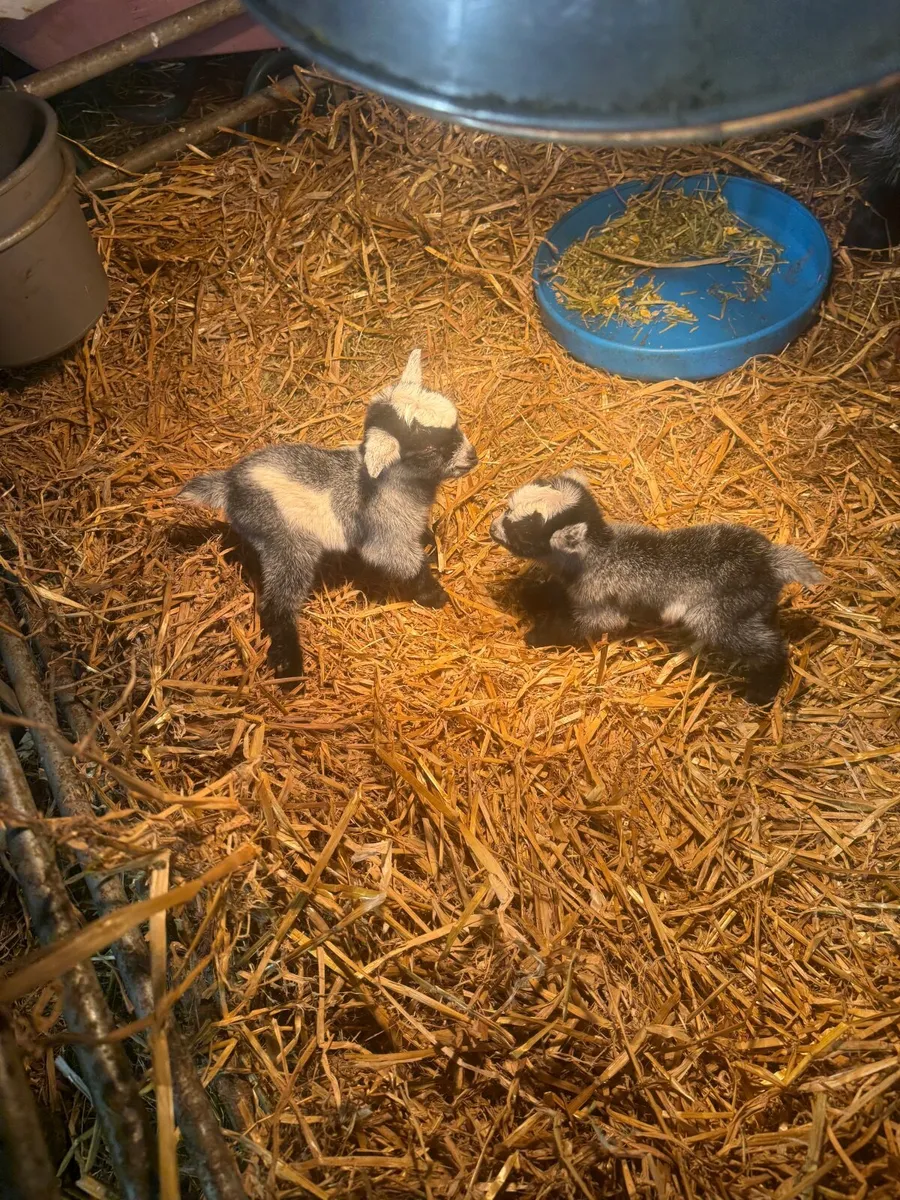 2 baby Pygmy Goats & 2 nine month old bucks - Image 4
