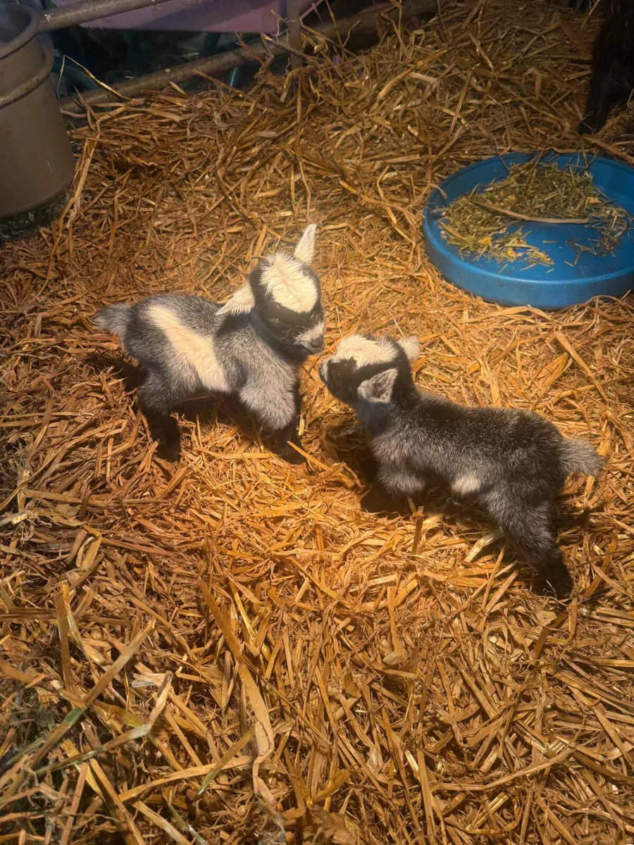 2 baby Pygmy Goats & 2 nine month old bucks - Image 1